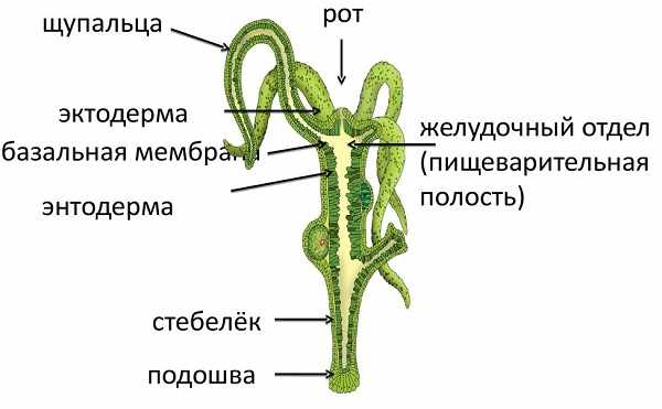 Официальная ссылка на кракен в тор